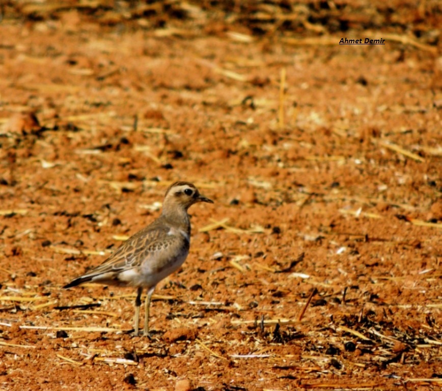 Eurasian Dotterel